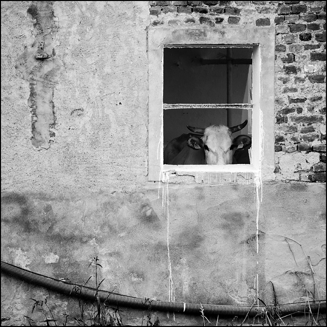 Staffarda (CN), 22-09-2012