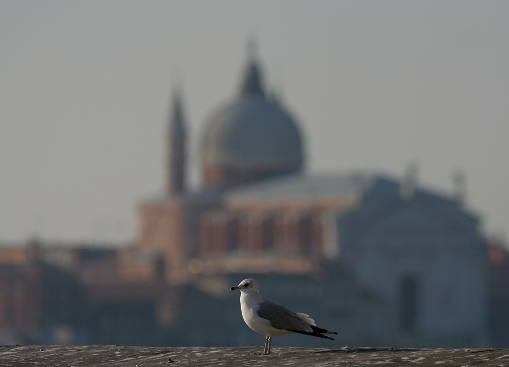 Gavina Americana a Venezia