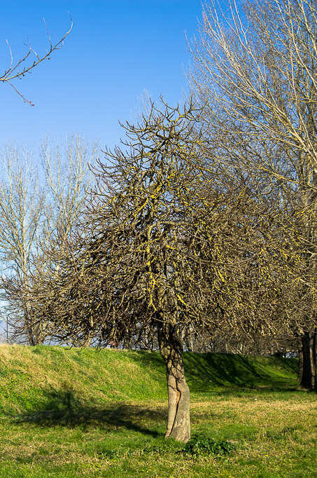 albero su lungo fiume