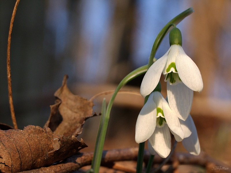 Apro una parentesi... sui bucaneve!
