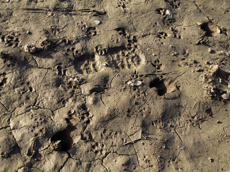 ...segnali di caccia...