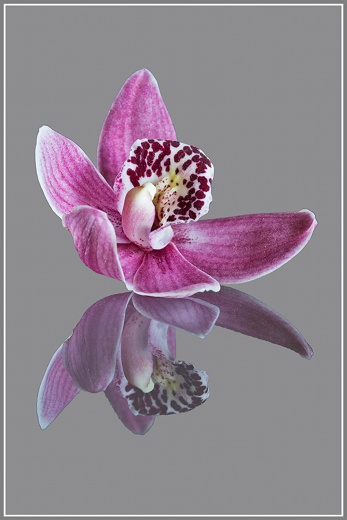 Orchidea