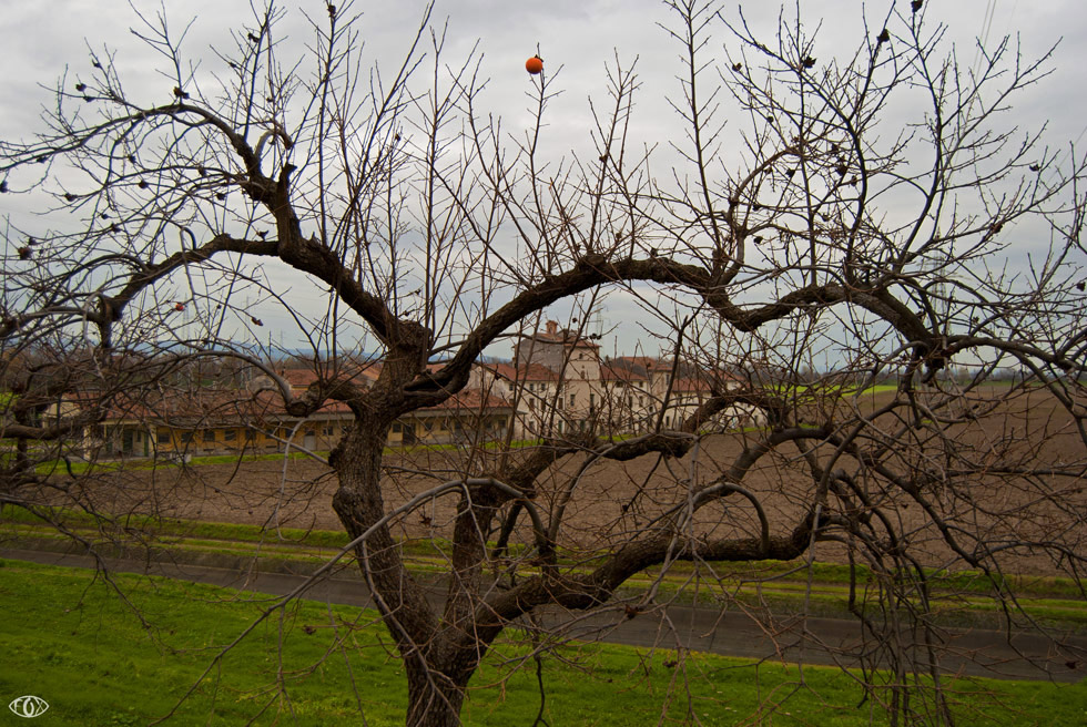 corte Sorio e il caco