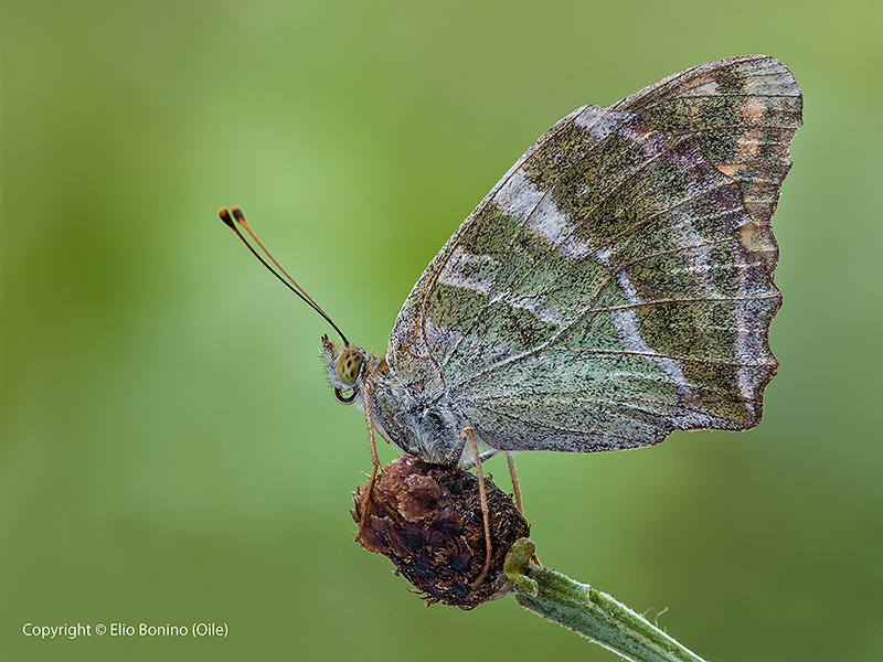 Argynnis Pafia (Argynnis paphia)
