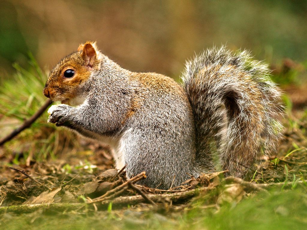 Scoiattolo 1