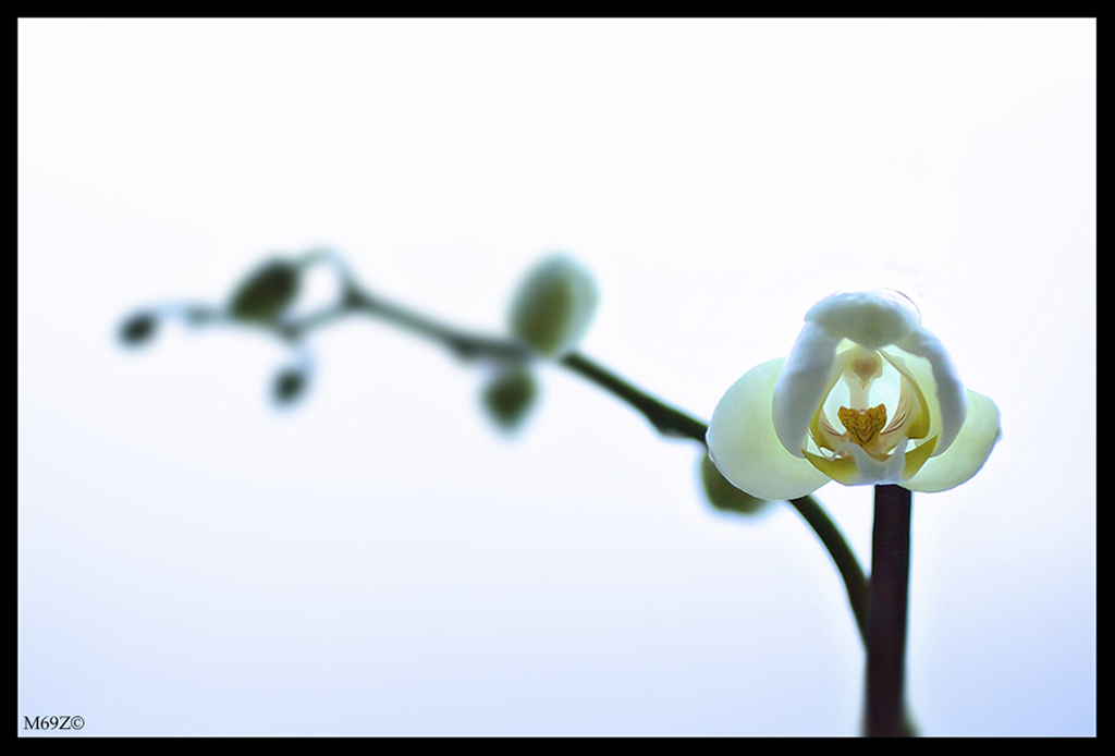 Buon San Valentino a tutti