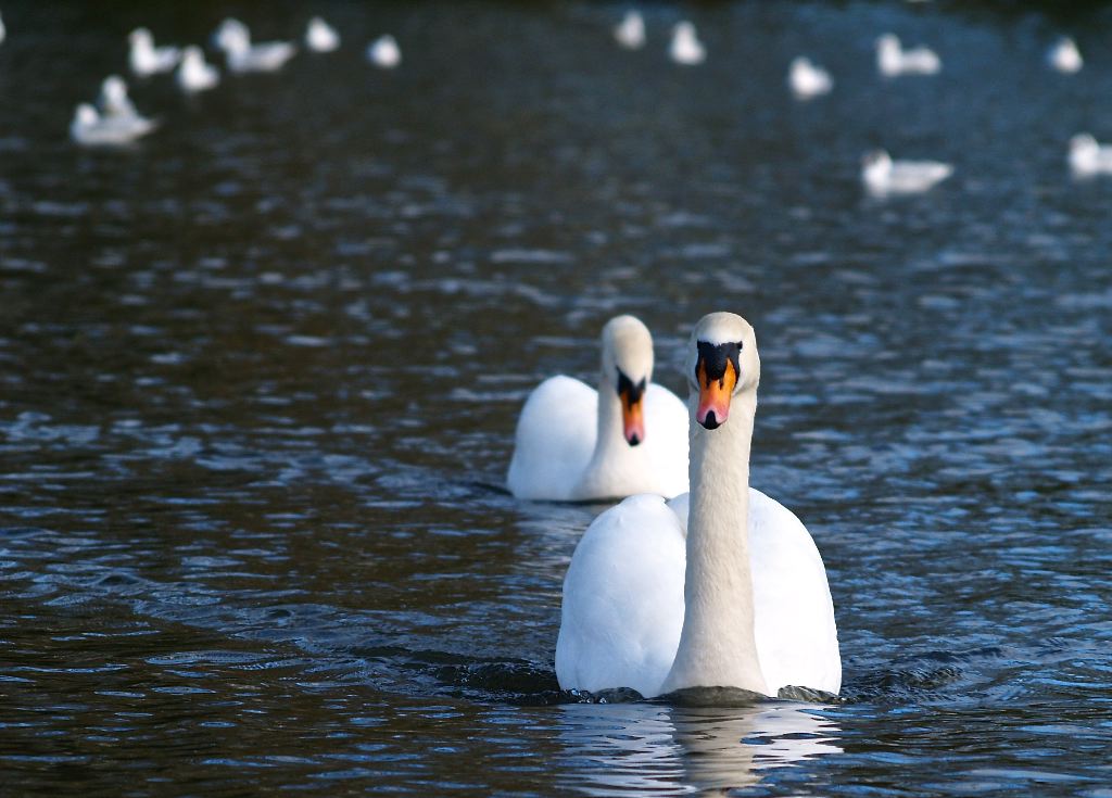 Swans