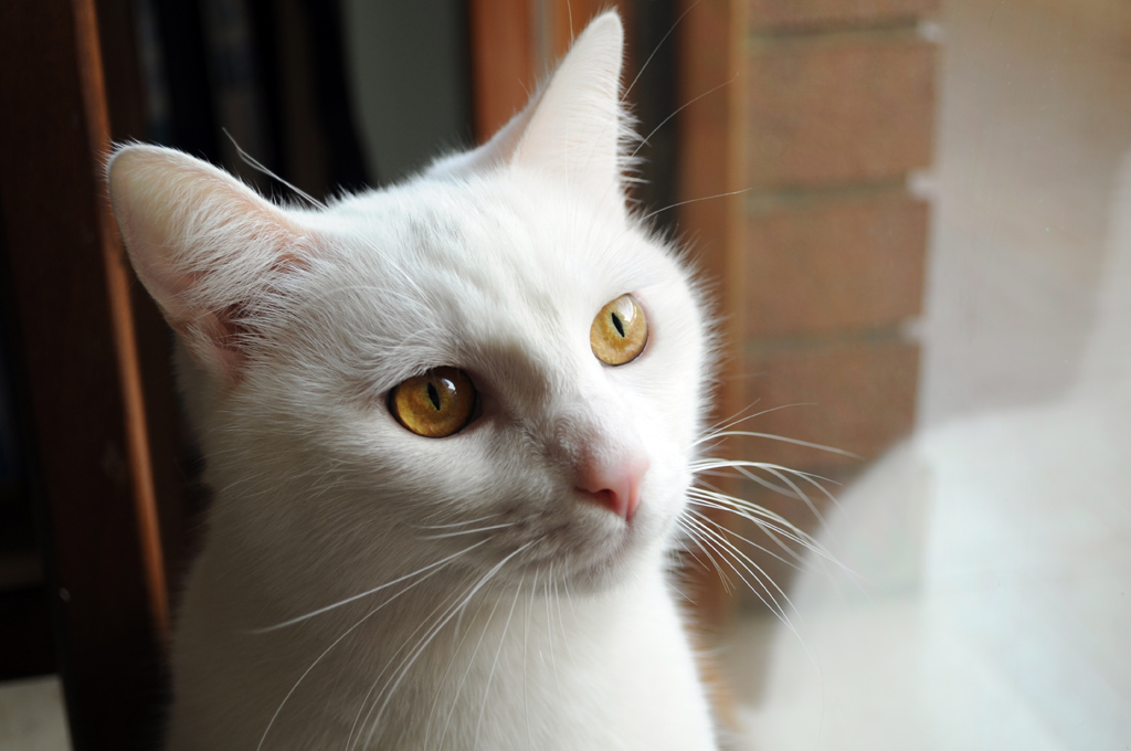 Kira