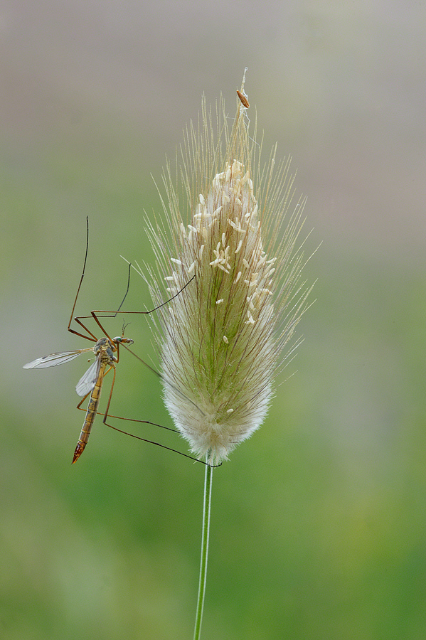 Tipula
