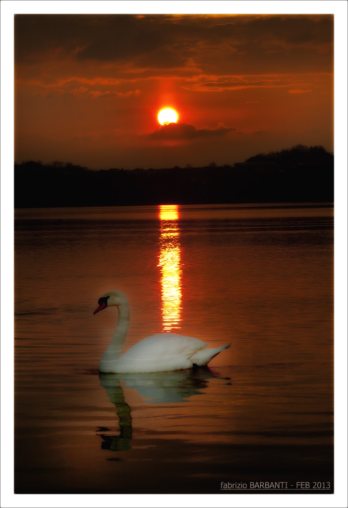 c'� un cigno che...