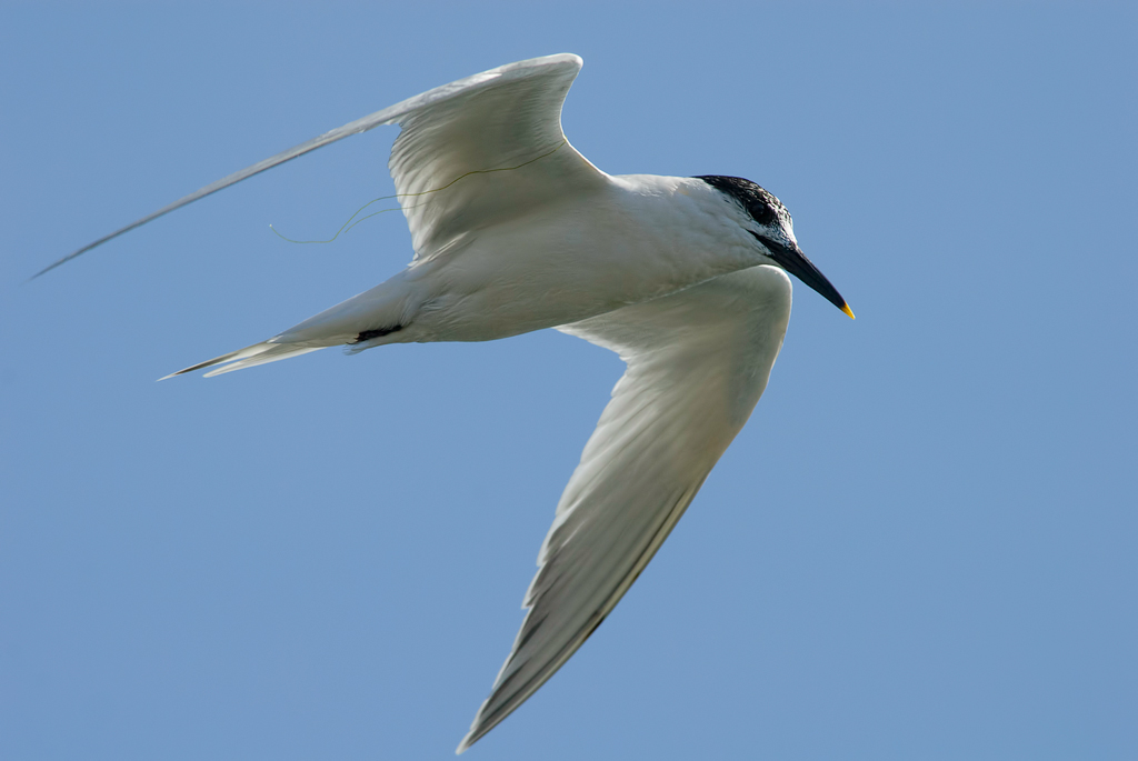 Beccapesci (Thalasseus sandvicensis)