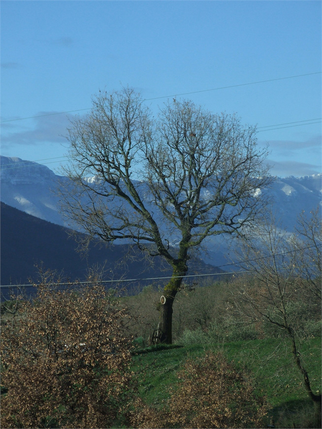 l'albero immerso nella matura incontaminata di Vietri di Potenza