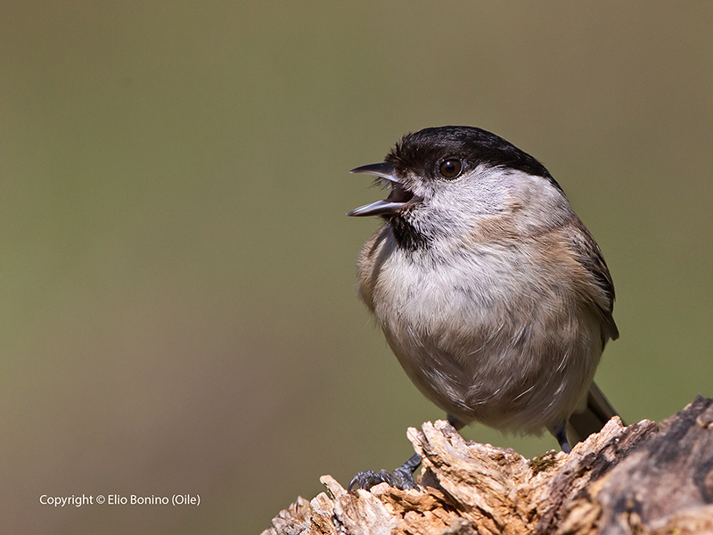 Cincia-bigia-(Parus-palustris)