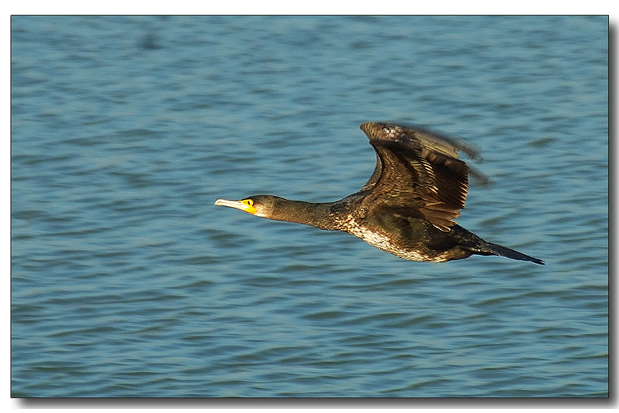 Cormorano