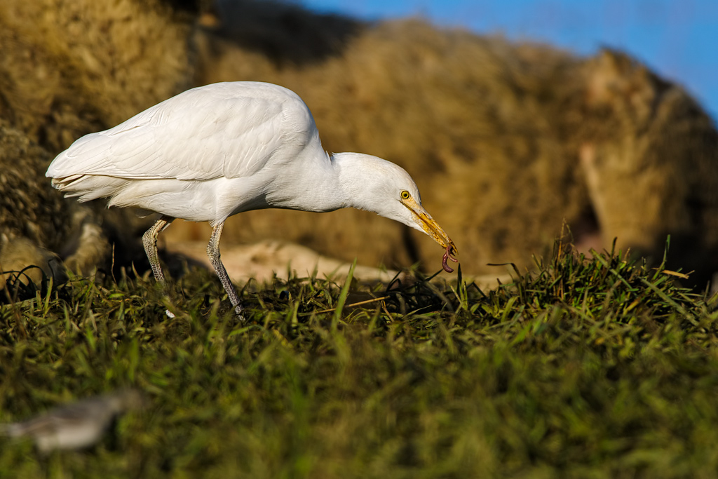Aironi guardabuoi (Bubulcus ibis)