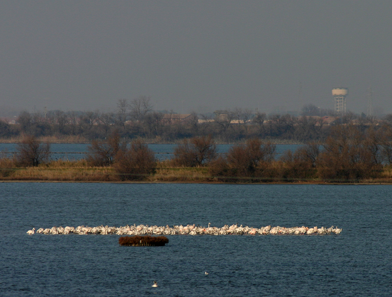 fenicotteri nostrani per roby 2