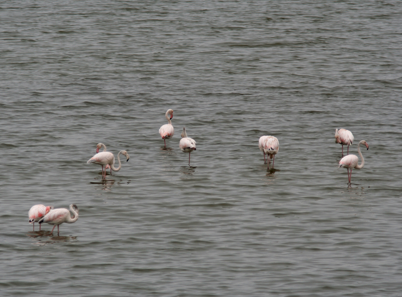fenicotteri a boscoforte (per roby3)
