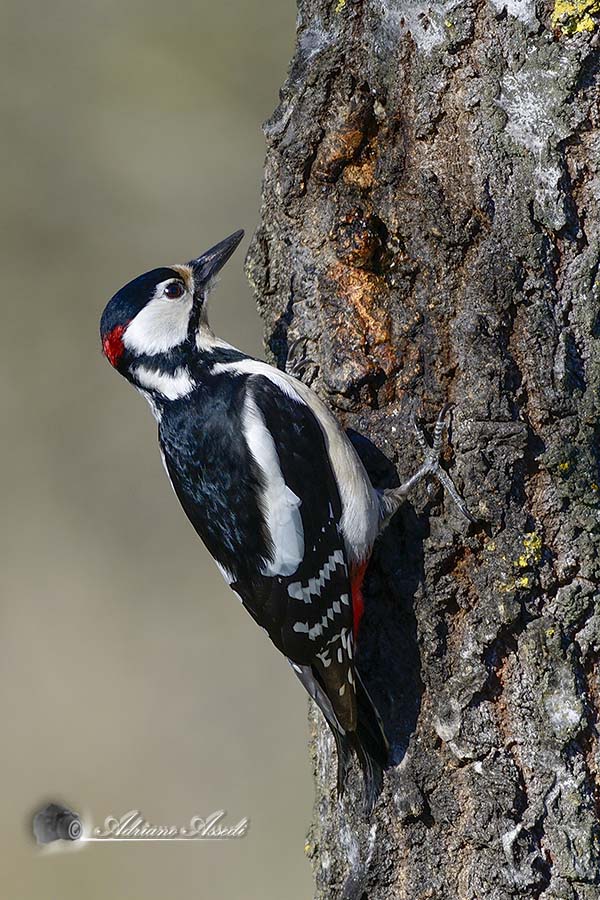 Picchio rosso maggiore