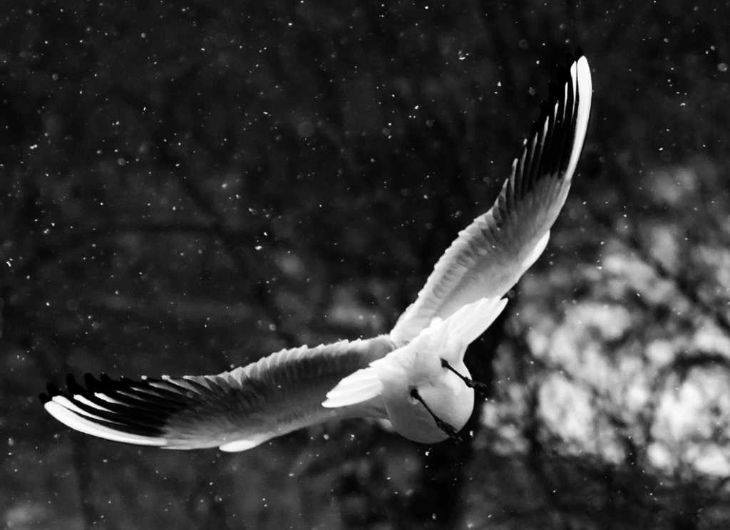 In B&N se no � il solito gabbiano...