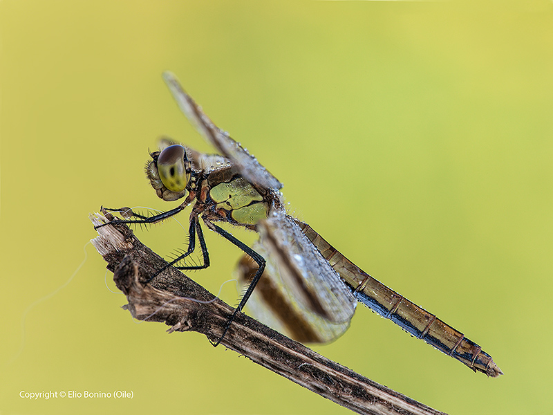 Sympetrum-striolatum