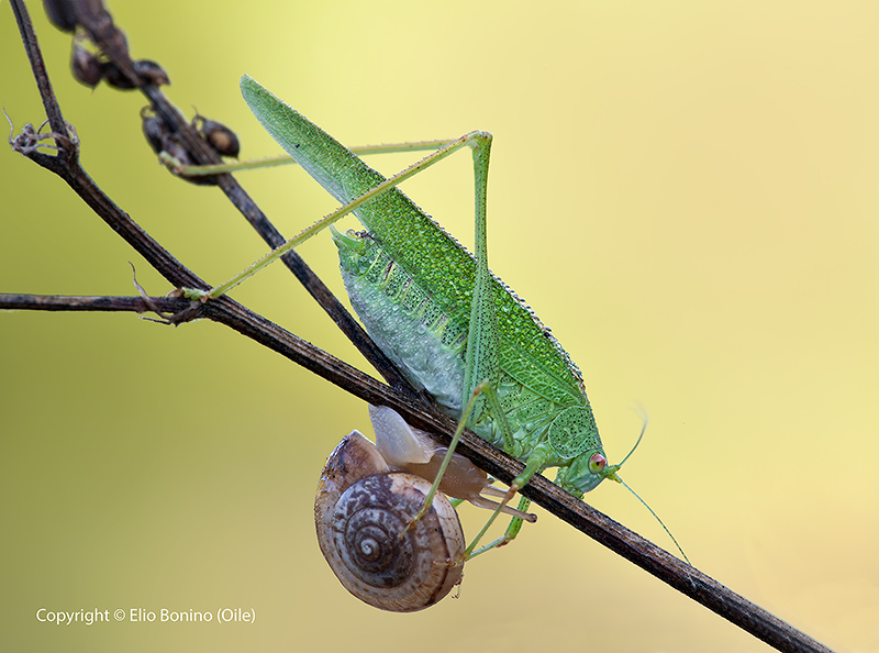 Locusta verde (Tettigonia viridissima) e chiocciola