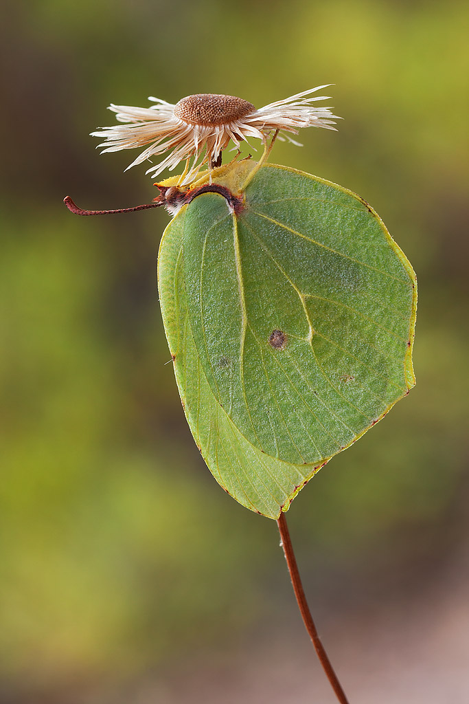 Gonepteryx cleopatra