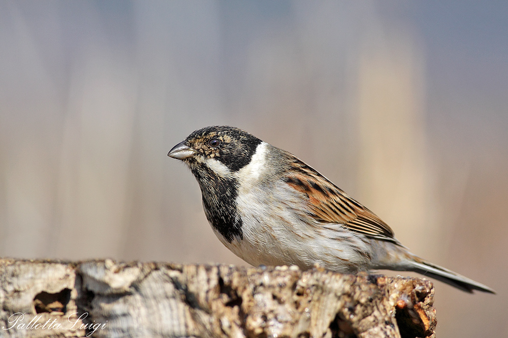 Migliarino di palude (Emberiza schoeniclus)
