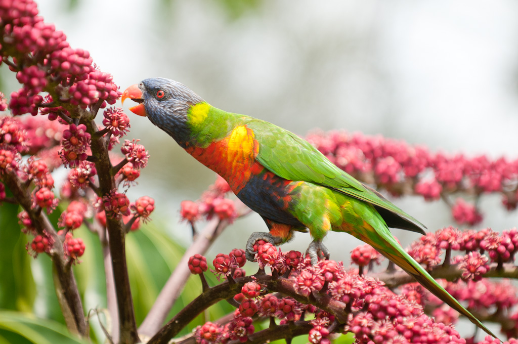 Rainbow Lorikeet