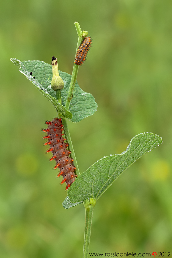 Il grande e... il piccolo...
