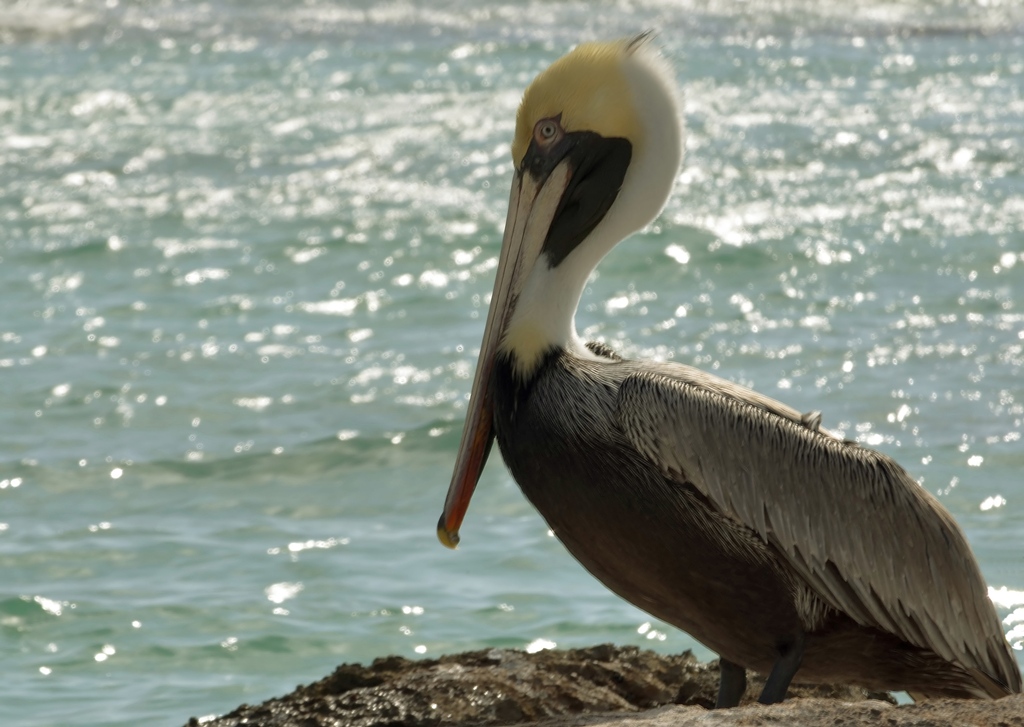Sguardo di pellicano