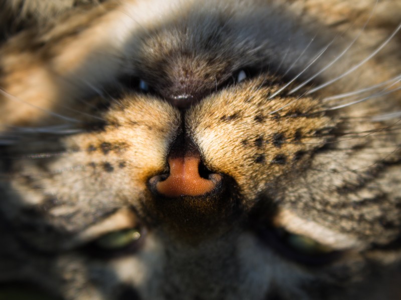 ...adorabile musetto...