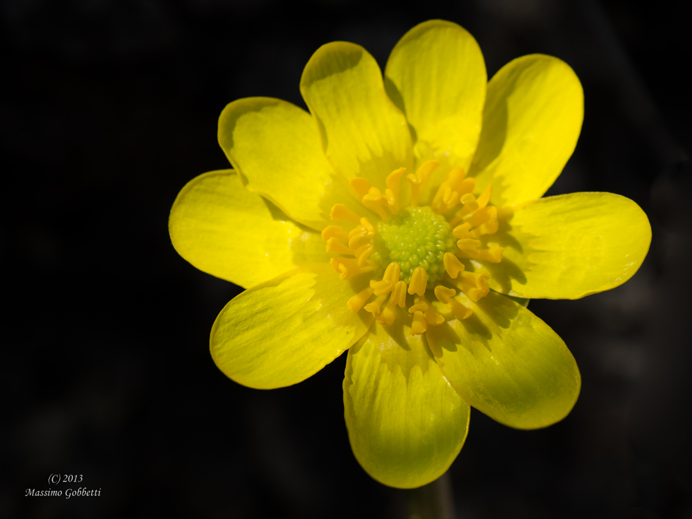 Ranuncolo  uno dei primi fiori dopo il gelo