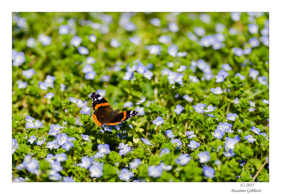 Vanessa di verde e d'azzurro vestita