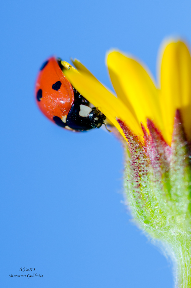 Prima coccinella del 2013