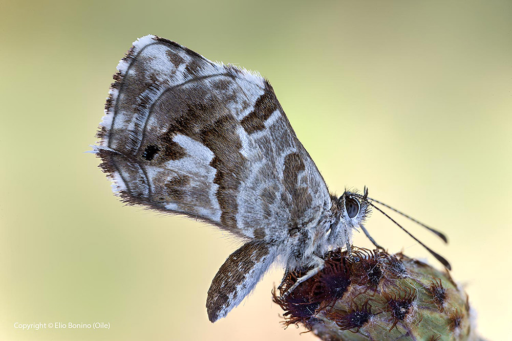 Cacyreus marshalli - Licenide dei gerani