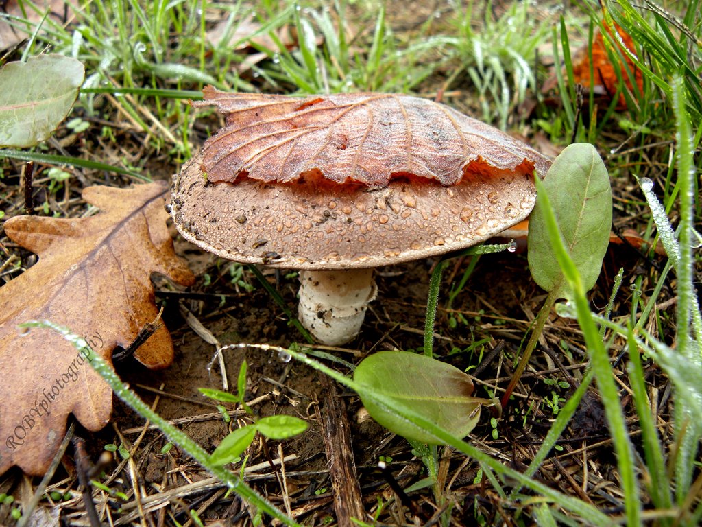 la semplicit� della natura