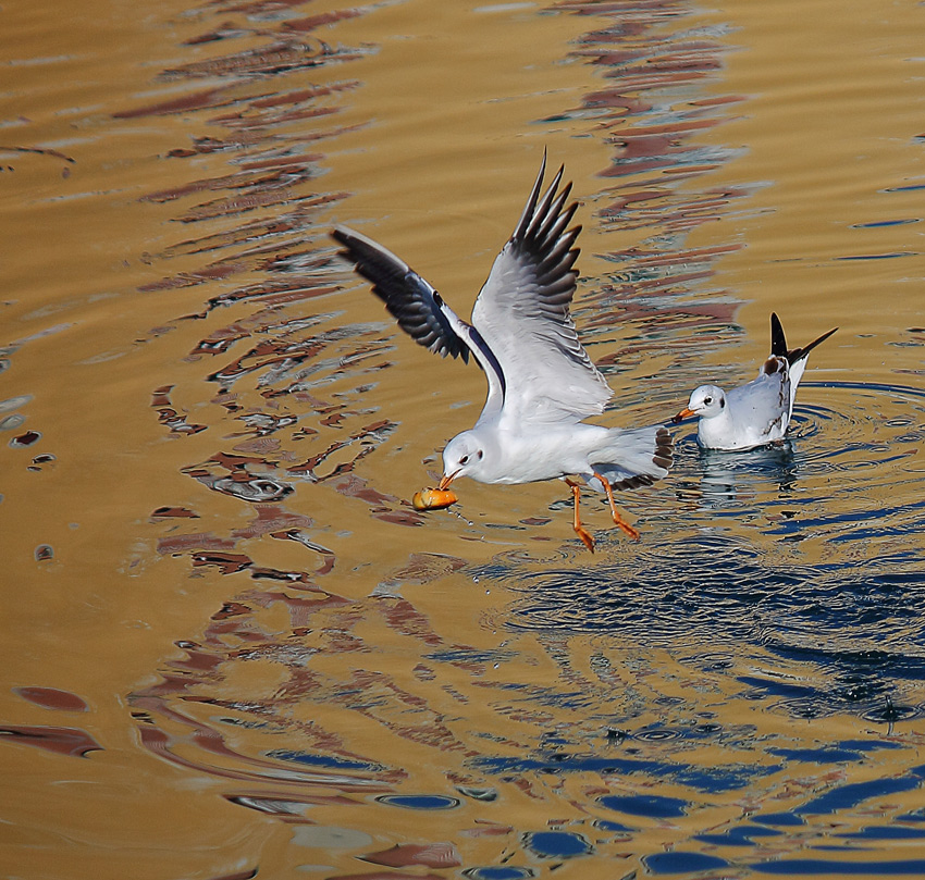 gabbiano con pane...