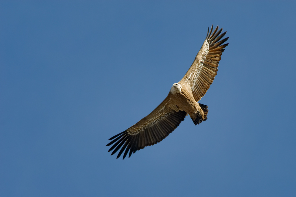 Grifone (Gyps fulvus)