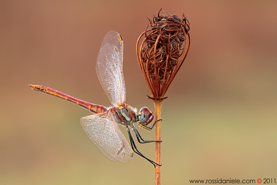 La fiaccola olimpica...
