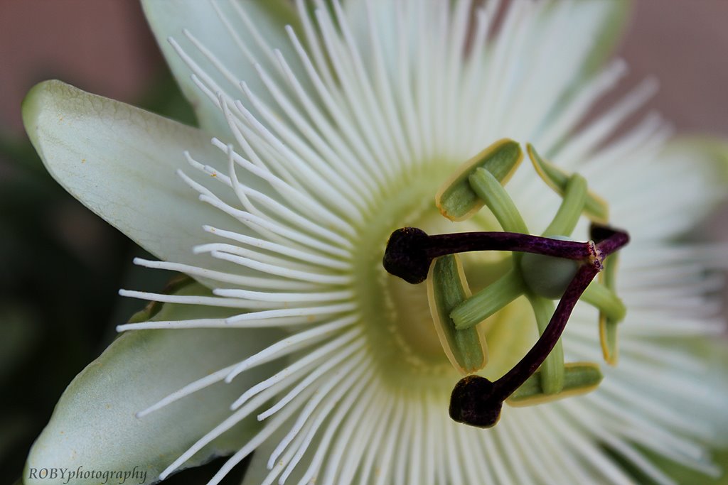 Passiflora