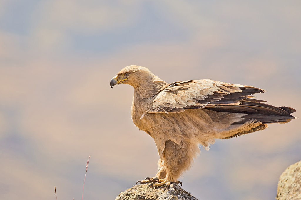 Aquila rapace