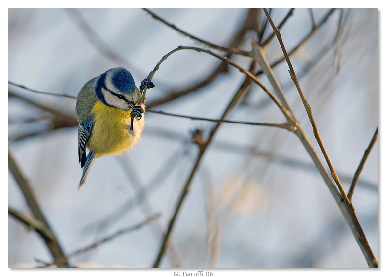 un altra Cinciarella