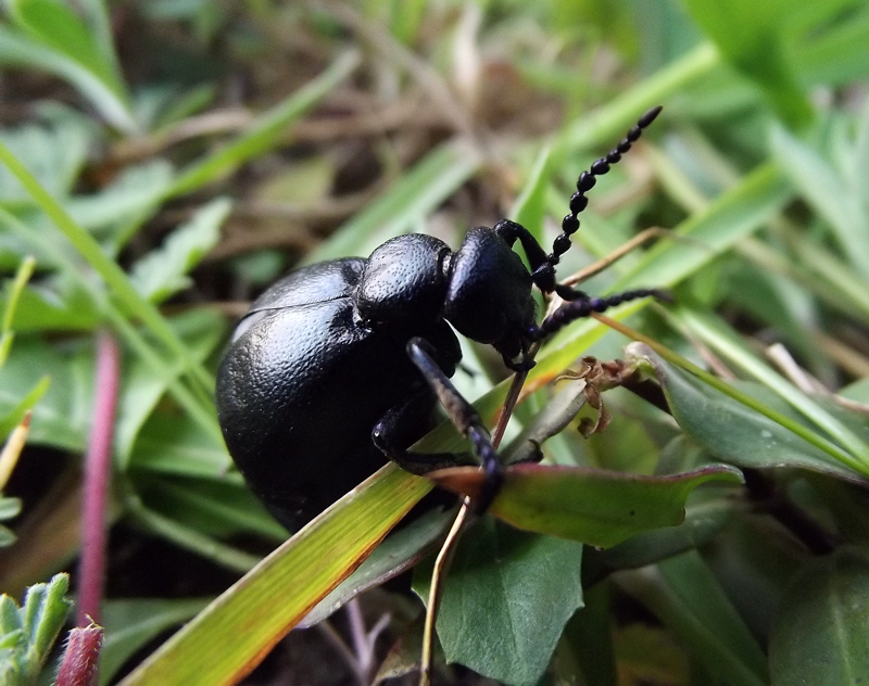 Macro insetto sconosciuto