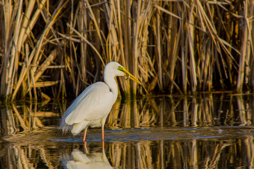Airone bianco con preda al tramonto
