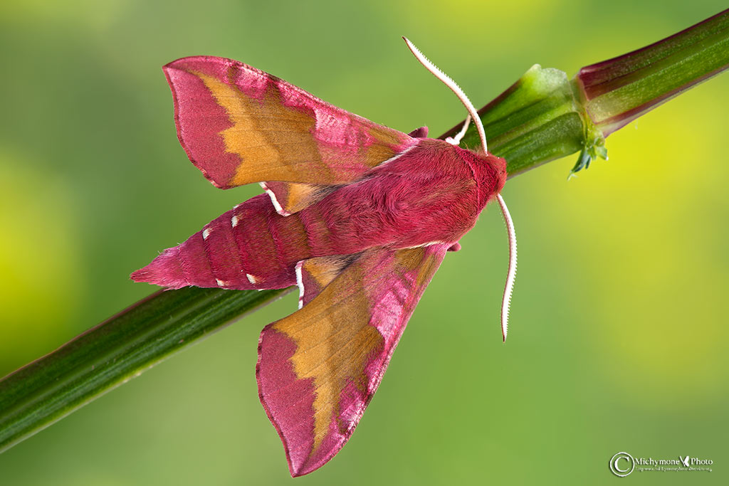 Deilephila porcellus