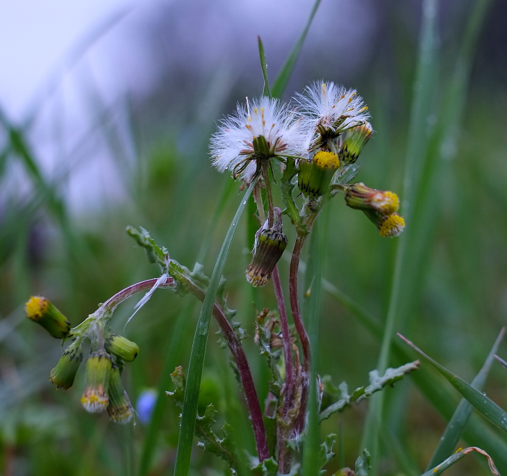 Primi avvisi di PRIMAVERA