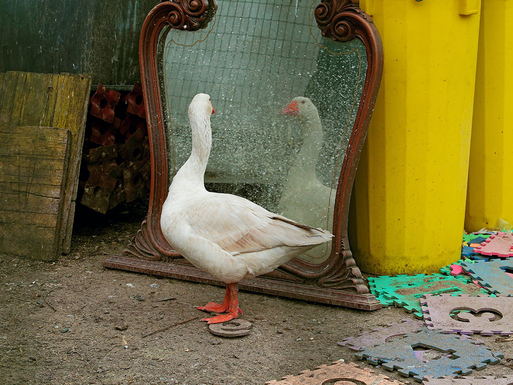 Oca allo specchio 1