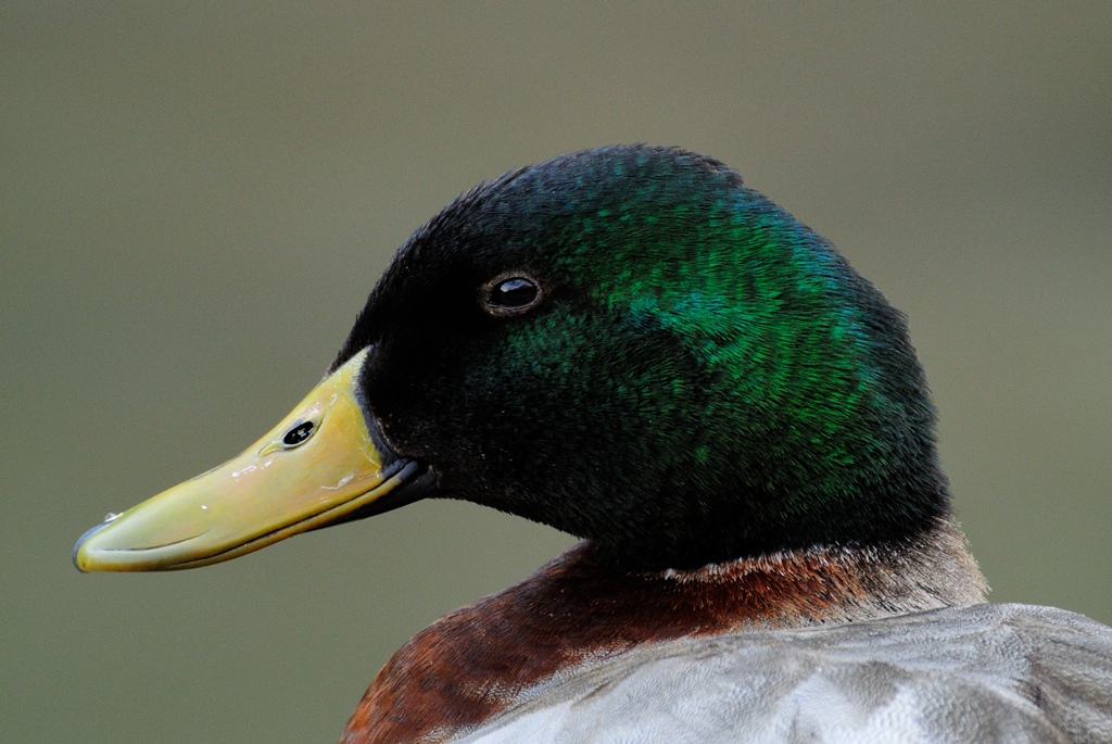 Ritratto di Germano reale #2