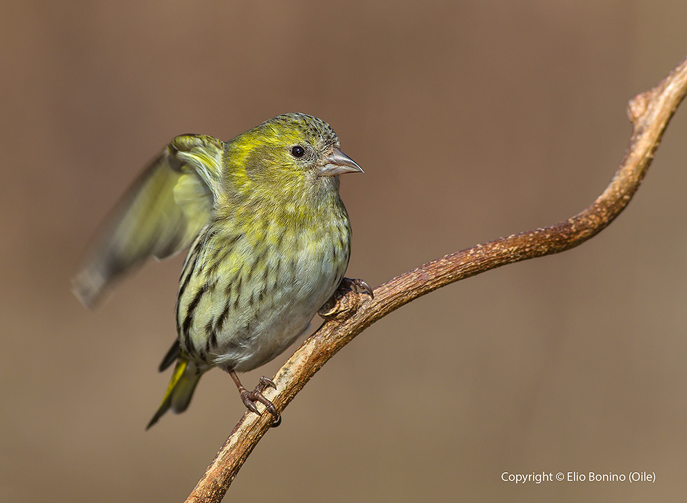 Lucherino eurasiatico (Carduelis spinus)