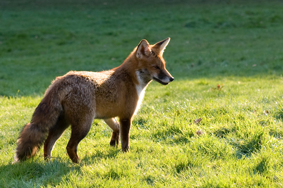 Fox in Britol